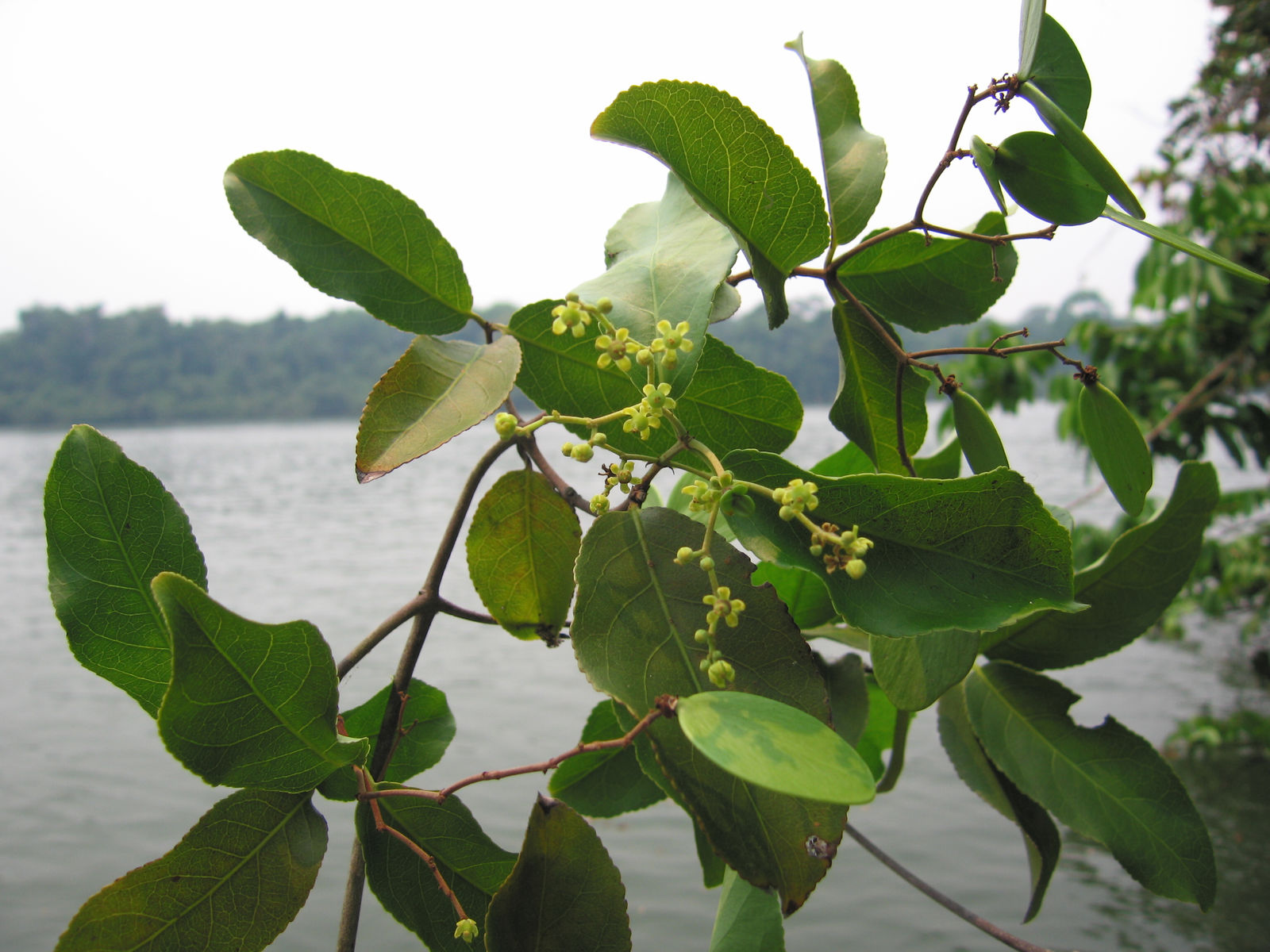 Представитель Семейства Hippocrateaceae